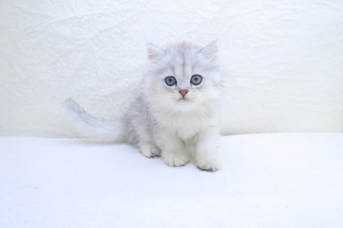 神奈川県のペルシャ (かねだい海老名店/2024年4月13日生まれ/男の子/チンチラシルバー)の子猫