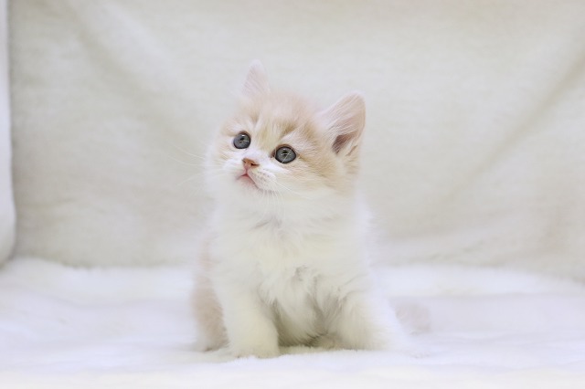 埼玉県のスコティッシュフォールド (かねだい草加店/2024年4月15日生まれ/男の子/クリームタビーホワイト)の子猫