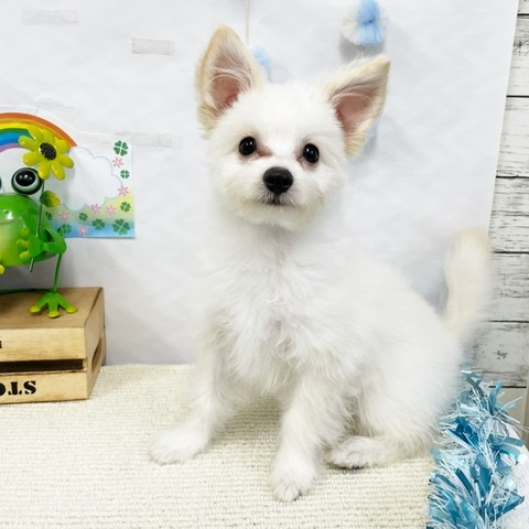 千葉県のハーフ犬 (かねだい四街道店/2024年1月20日生まれ/女の子/クリーム)の子犬
