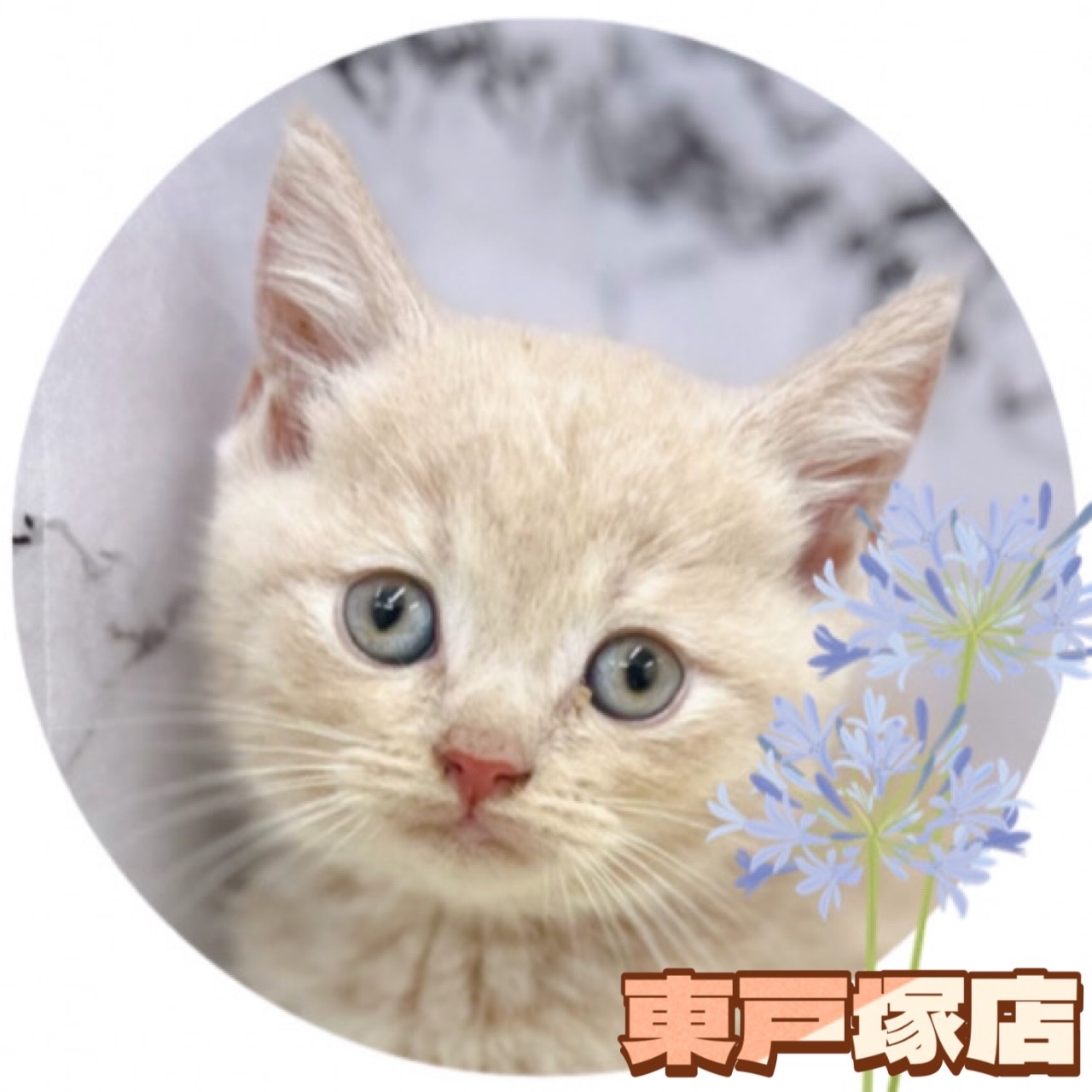 神奈川県のブリティッシュショートヘアー (かねだい東戸塚店/2024年4月14日生まれ/男の子/クリーム)の子猫