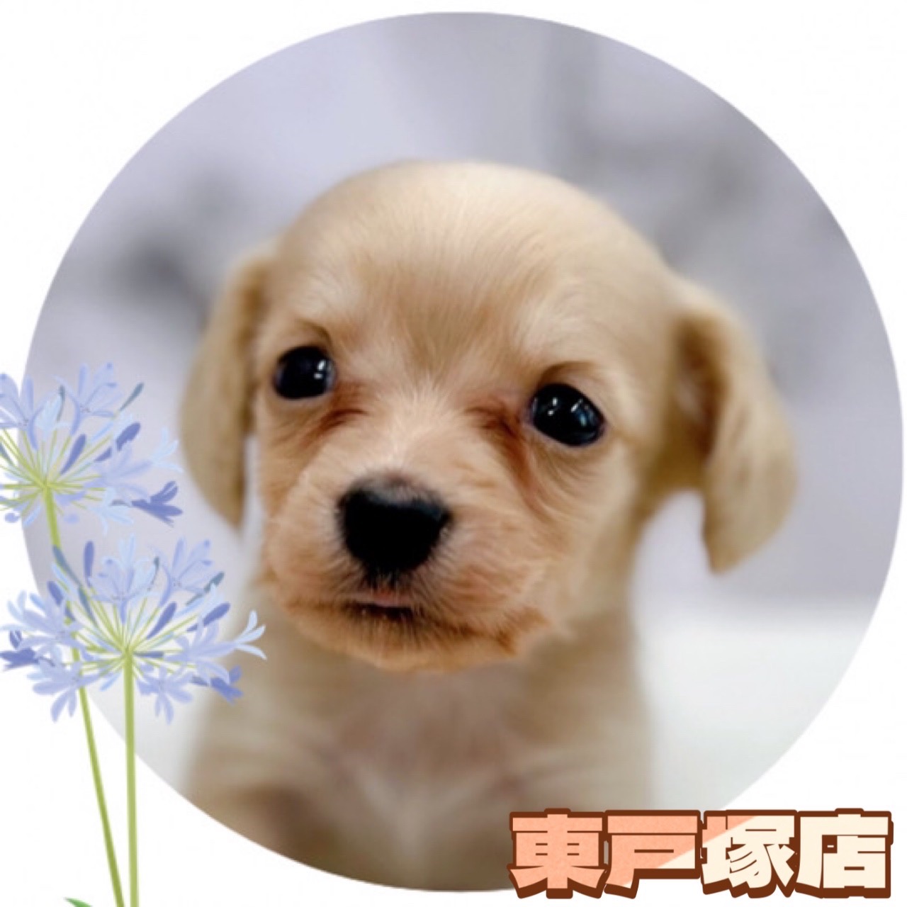 神奈川県のハーフ犬 (かねだい東戸塚店/2024年4月14日生まれ/男の子/クリーム)の子犬