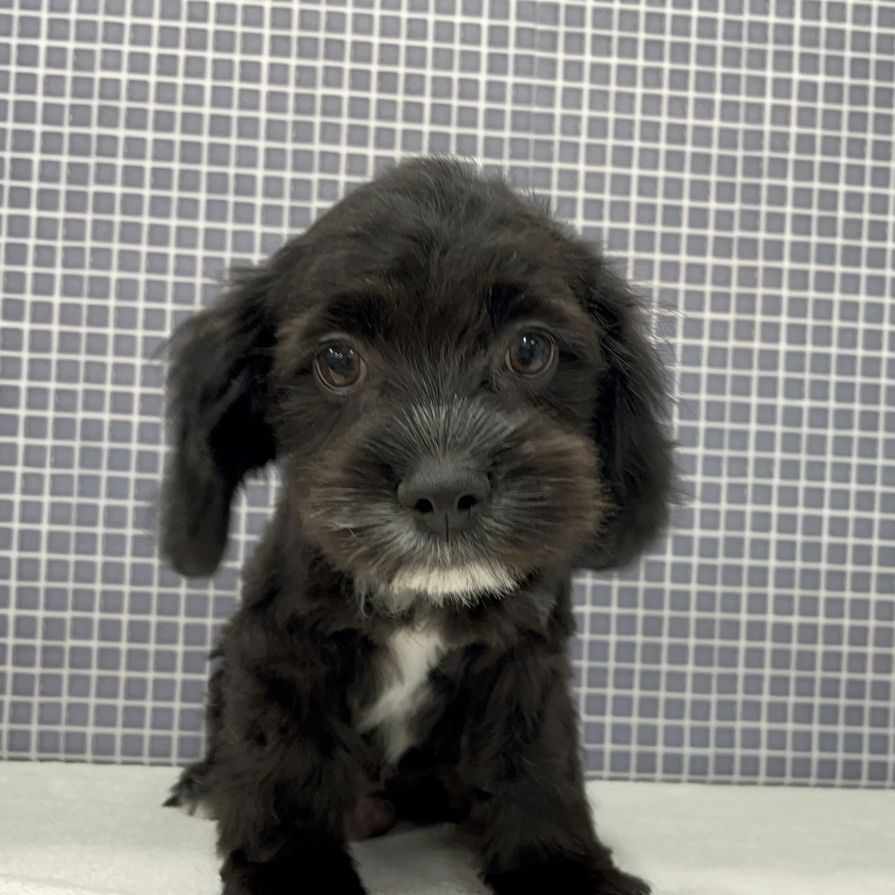 東京都のハーフ犬 (かねだい足立店/2024年2月10日生まれ/男の子/ブラックホワイト)の子犬