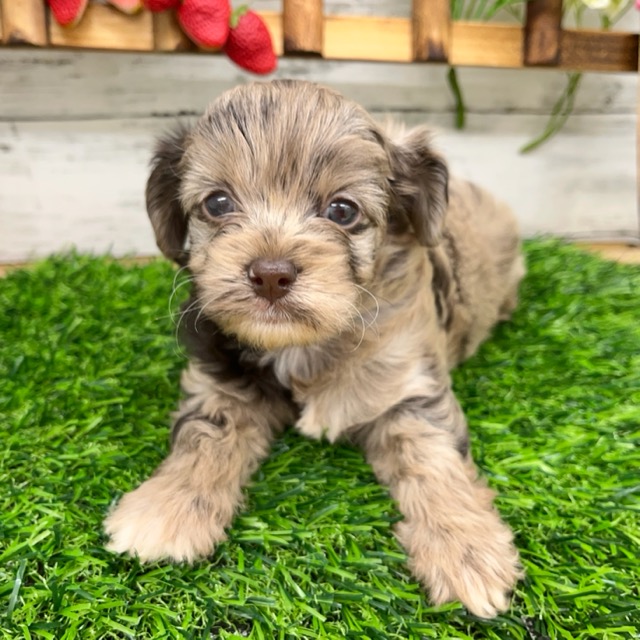 価格の安い♥犬MIX（チワワ×トイプードル） ♀【新入舎の子