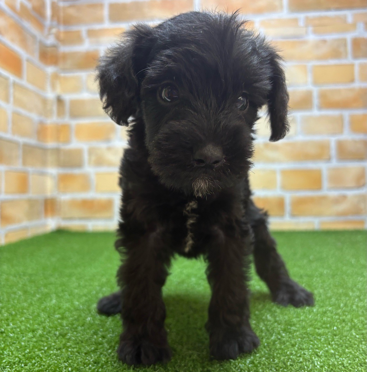 ayhyimam　プードル 価格の安い【NEW】9/1撮影！トイプードル✨♂ / ペットショップ