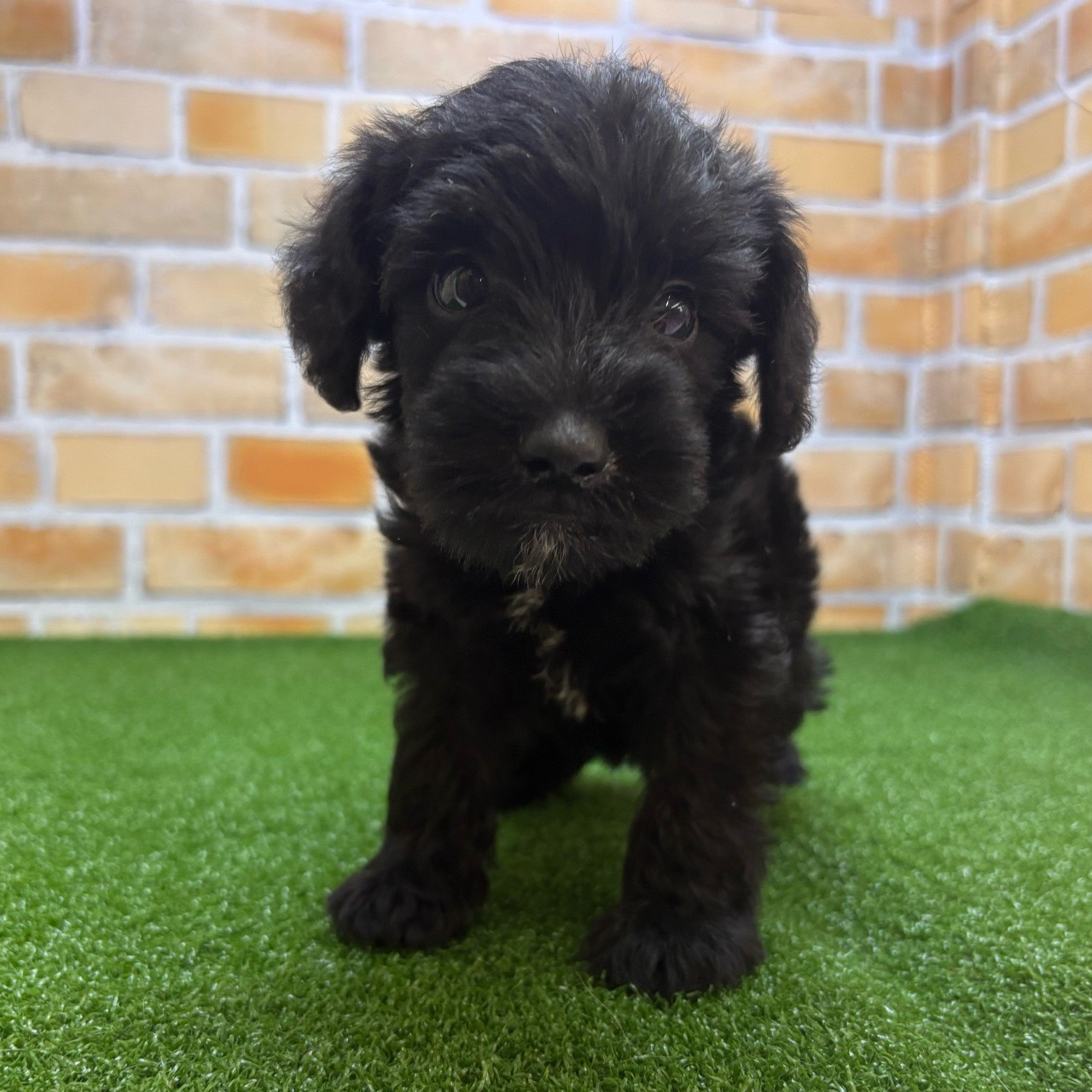 ayhyimam プードル Amazon.co.jp: iPhone 16 Pro ケース トイプードル