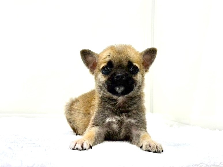 2024年4月18日生まれのハーフ犬の3枚目の写真