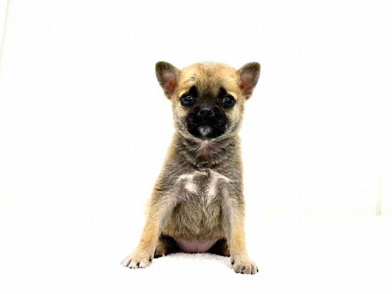2024年4月18日生まれのハーフ犬の7枚目の写真
