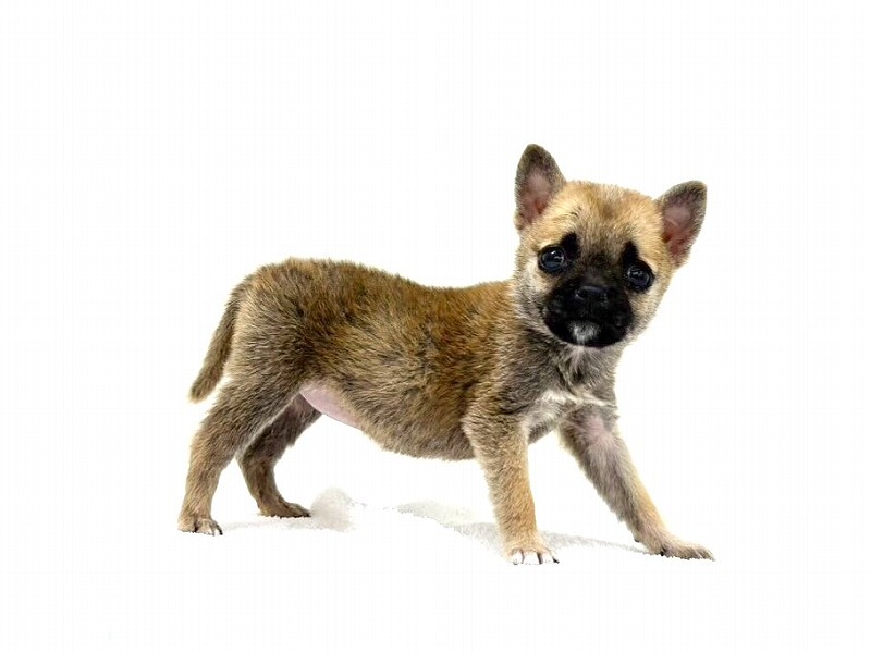 2024年4月18日生まれのハーフ犬の10枚目の写真
