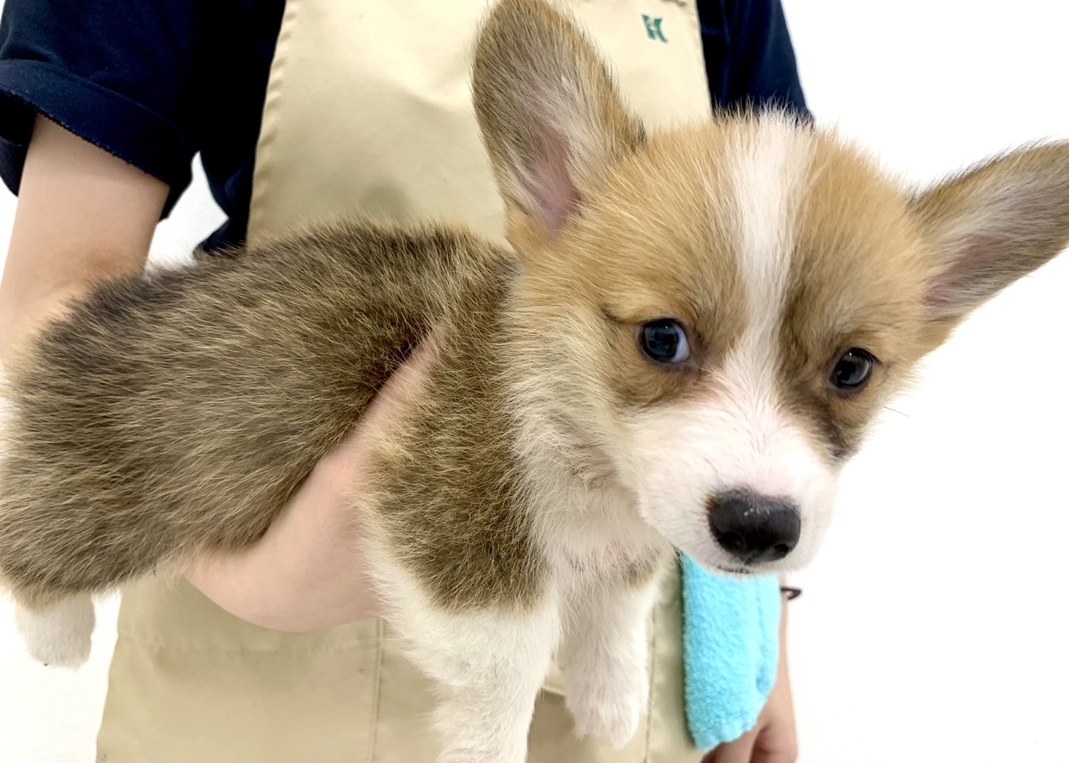 千葉県のウェルシュコーギーペンブローク (かねだい千葉店/2024年4月15日生まれ/男の子/レッドホワイト)の子犬