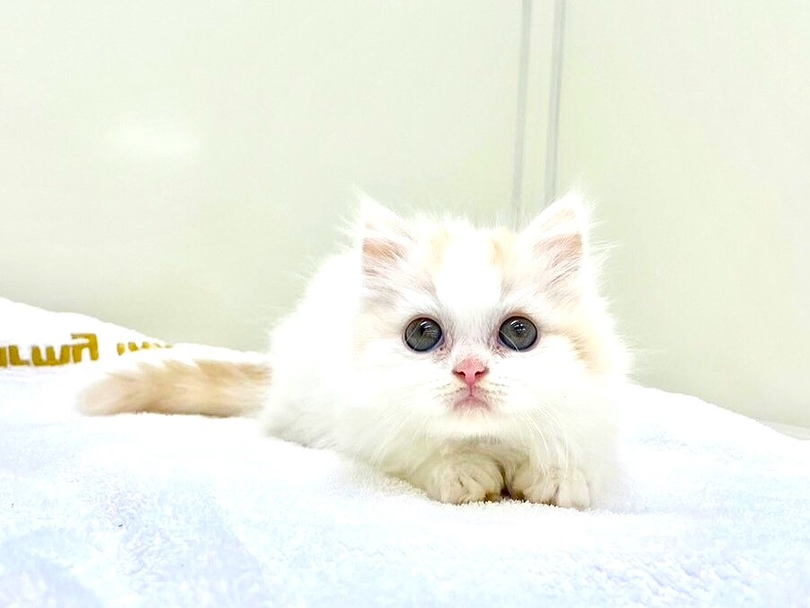 東京都のミヌエット (かねだい本町田店/2024年4月20日生まれ/男の子/クリームタビーホワイト)の子猫