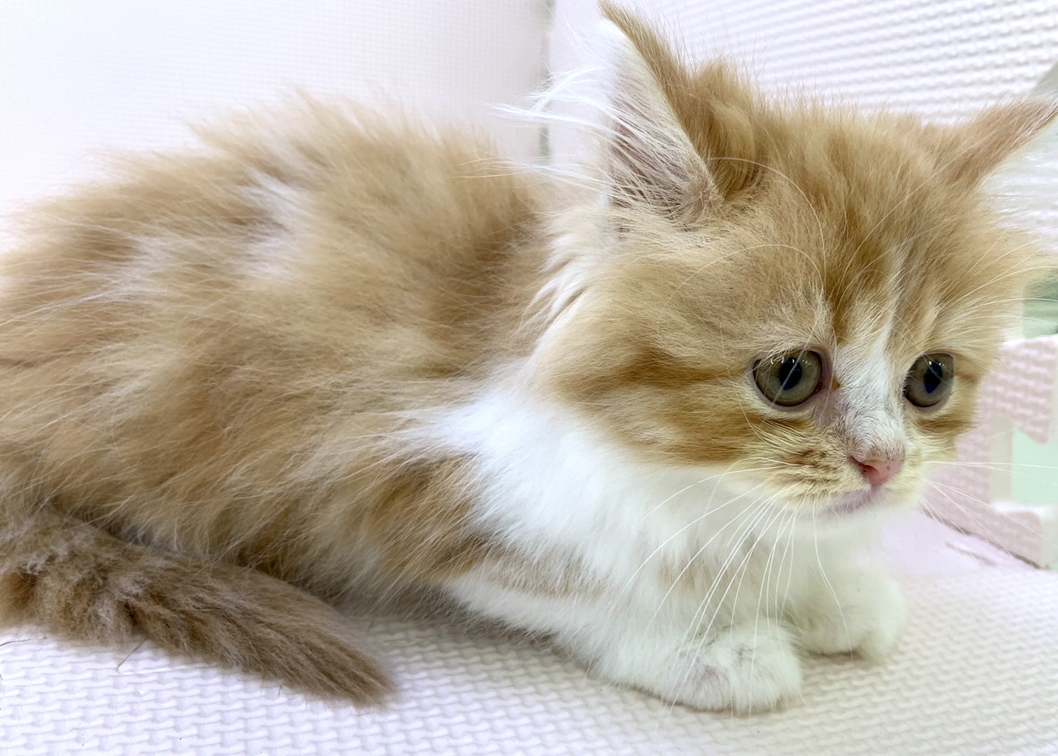 千葉県のサイベリアン (かねだい千葉店/2024年4月22日生まれ/女の子/レッドタビーホワイト)の子猫