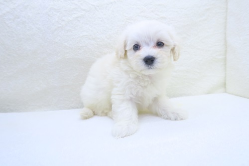 神奈川県のマルプー(マルチーズ×プードル) (かねだい海老名店/2024年4月21日生まれ/女の子/ホワイト)の子犬