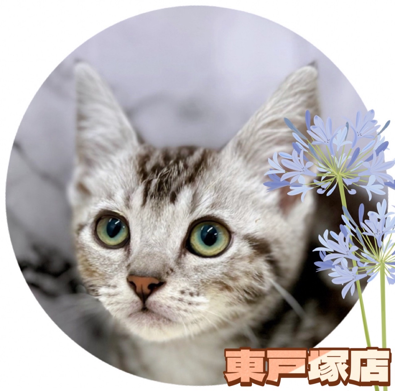 神奈川県のアメリカンショートヘアー (かねだい東戸塚店/2024年4月20日生まれ/男の子/シルバータビー)の子猫