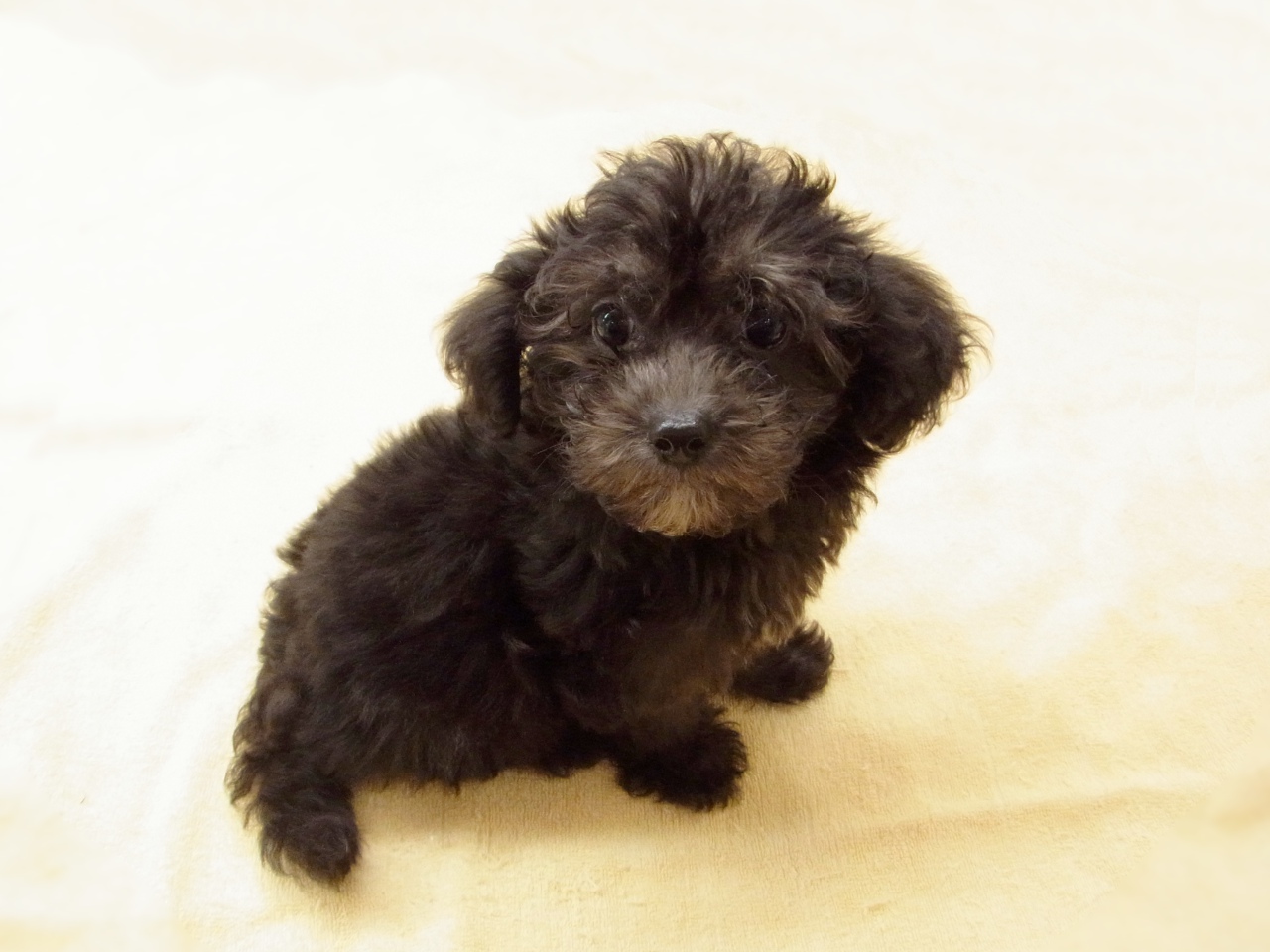 埼玉県のハーフ犬 (かねだいアクアパーク店/2024年3月22日生まれ/女の子/ブラック)の子犬