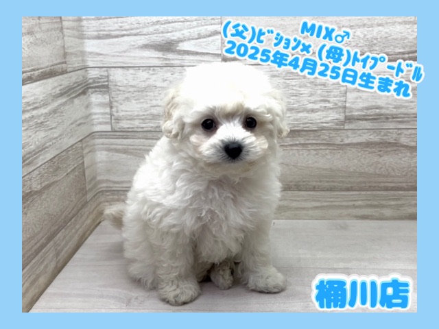 MIX♂(父)ビションフリーゼ×(母)トイプードル桶川店