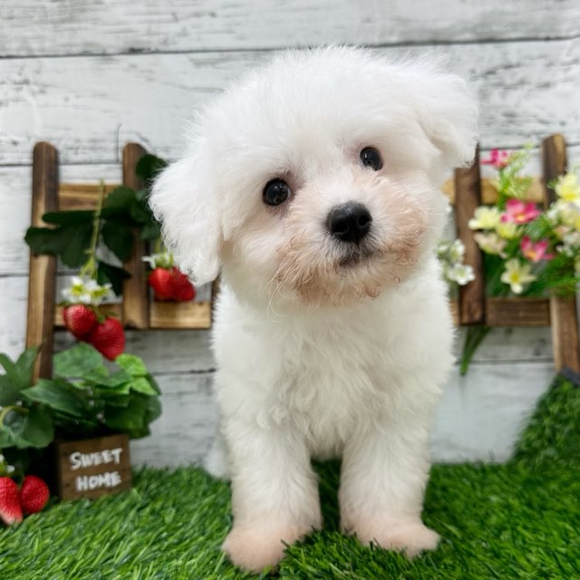 埼玉県のハーフ犬 (かねだい所沢店/2024年4月5日生まれ/男の子/ホワイト)の子犬