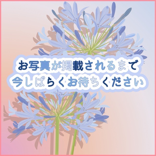 ◾️猫MIX 【父 メインクーン（5.5kg）×母 サイベリアン（4kg）】♂