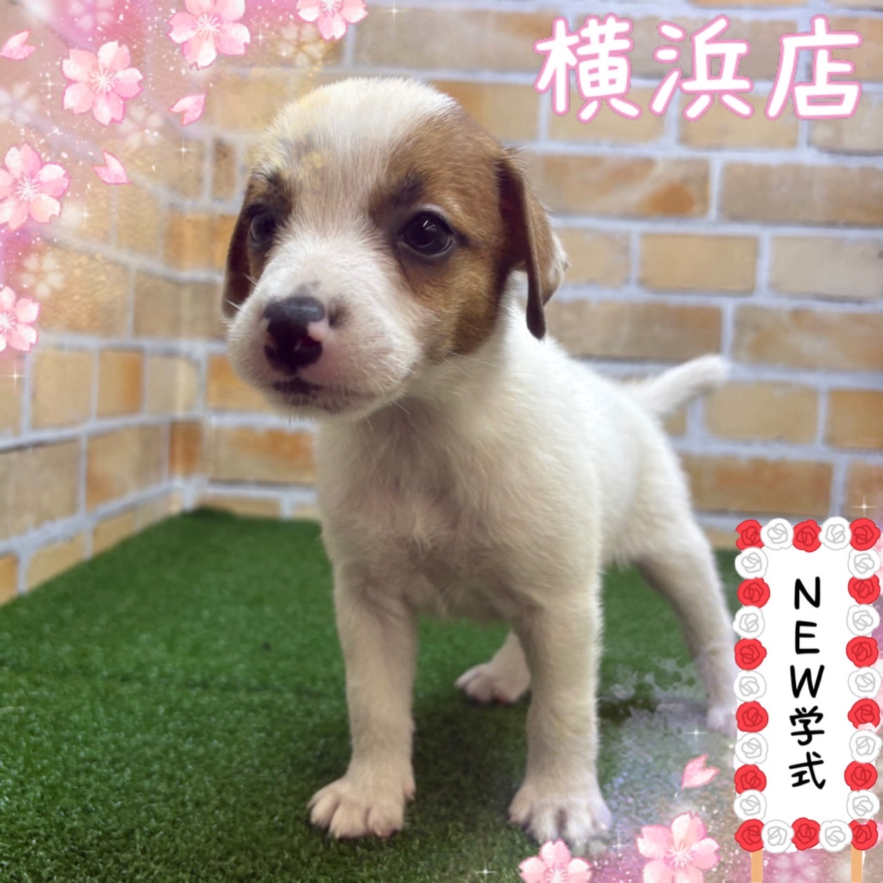 ♦ジャックラッセルテリア(父6.0㎏×母5.5㎏)♂【横浜店】