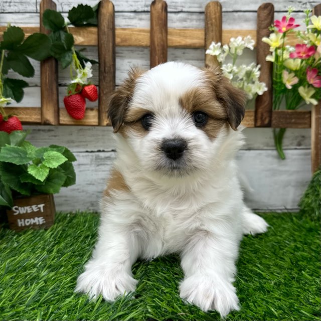 埼玉県のハーフ犬 (かねだい所沢店/2024年4月25日生まれ/女の子/ホワイトゴールド)の子犬