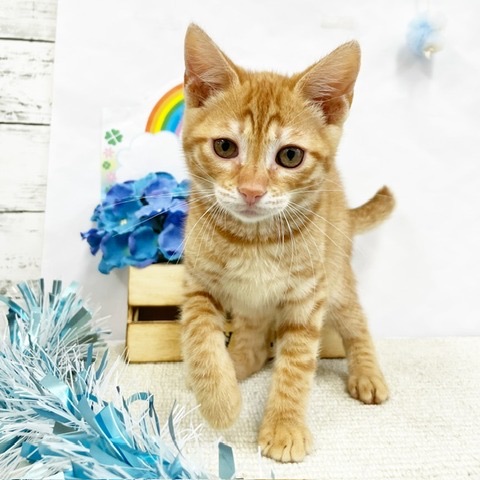 千葉県のジェネッタ (かねだい四街道店/2024年4月6日生まれ/男の子/レッドスポッテッドタビー)の子猫