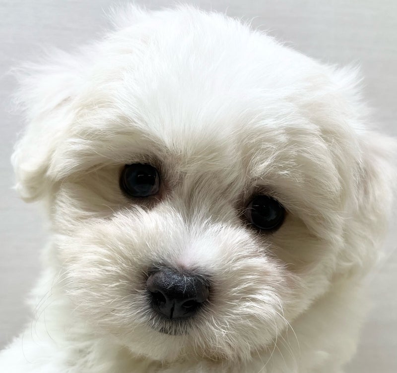 千葉県のビションプー(ビションフリーゼ×プードル) (かねだい八千代店/2024年4月27日生まれ/男の子/ホワイト)の子犬