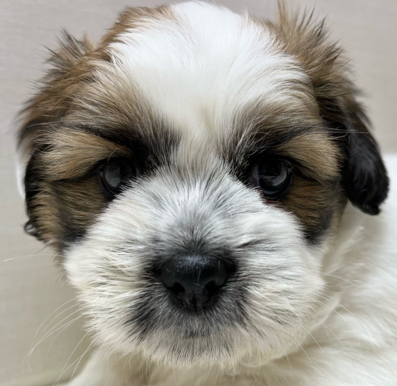 千葉県のハーフ犬 (かねだい八千代店/2024年4月25日生まれ/男の子/ホワイトゴールド)の子犬