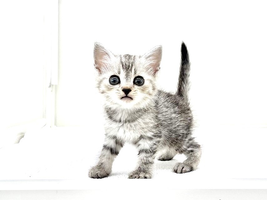 2024年4月26日生まれのハーフ猫の1枚目の写真