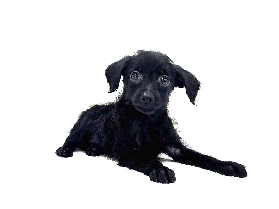 東京都のハーフ犬 (かねだい本町田店/2024年4月26日生まれ/男の子/ブラック)の子犬