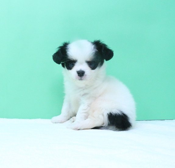 神奈川県のハーフ犬 (かねだい伊勢原店/2024年4月20日生まれ/男の子/ホワイトブラック)の子犬
