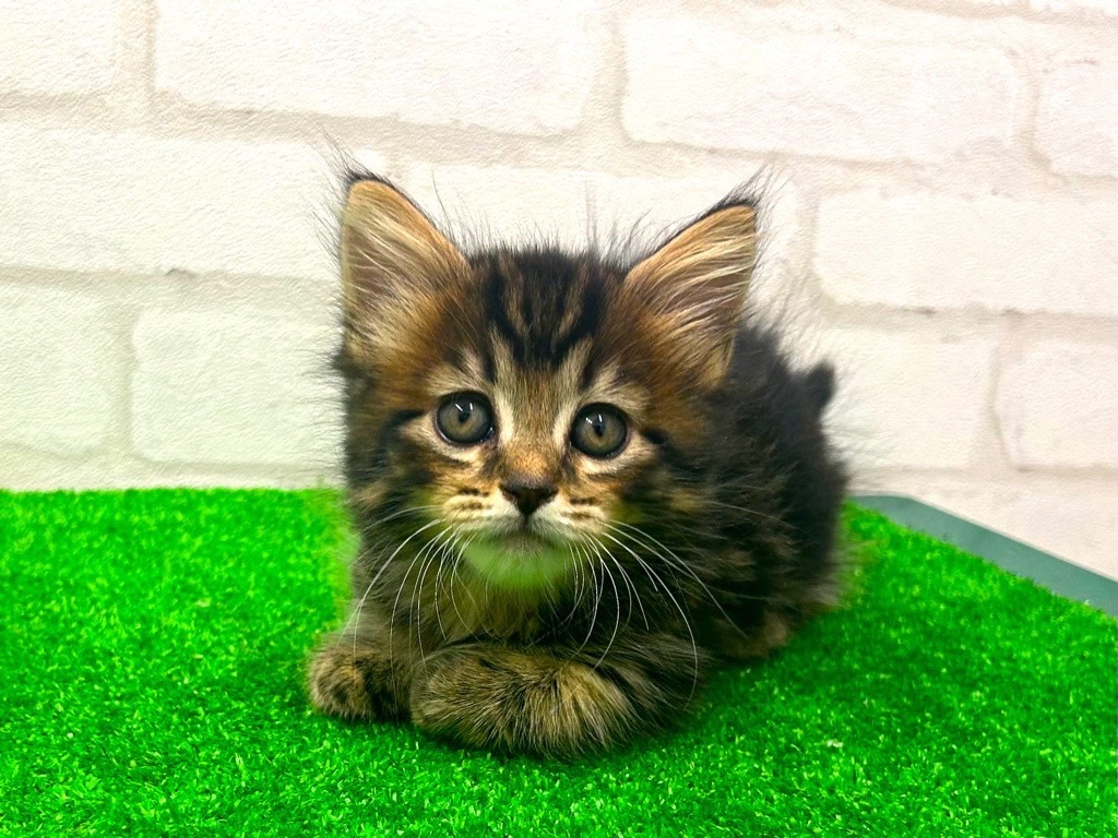 東京都のハーフ猫 (かねだい立川店/2024年4月27日生まれ/女の子/ブラウンタビー)の子猫