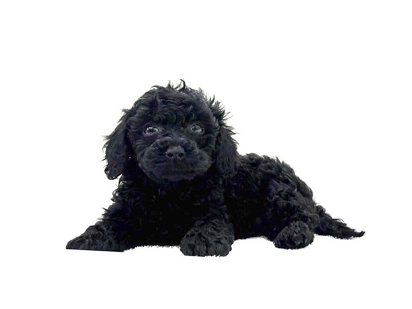 東京都のＭＩＸ犬　マルプープー (かねだい本町田店/2024年4月29日生まれ/女の子/ブラック)の子犬