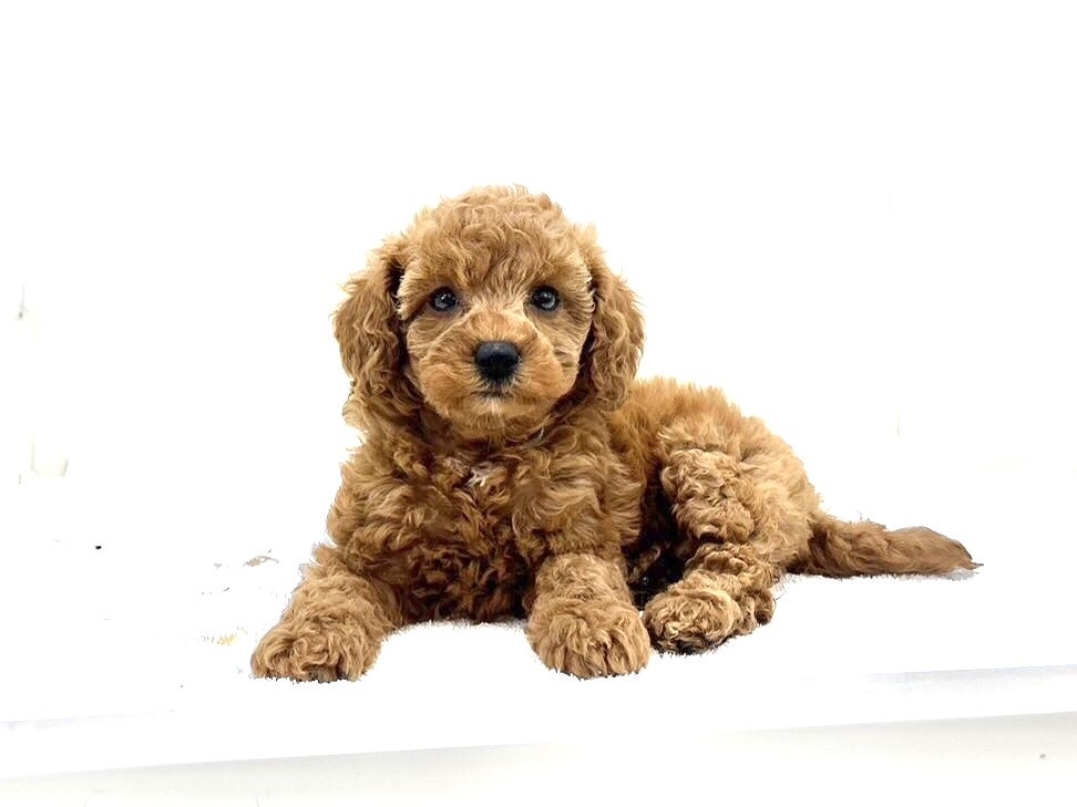 東京都のＭＩＸ犬　マルプープー (かねだい本町田店/2024年4月29日生まれ/女の子/レッド)の子犬