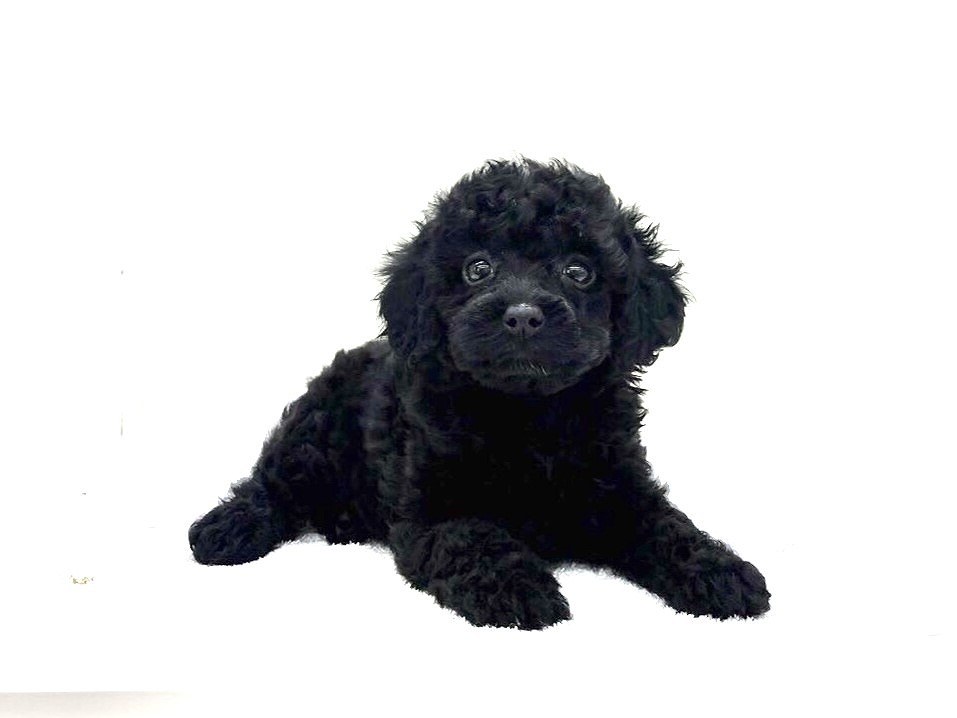 東京都のＭＩＸ犬　マルプープー (かねだい本町田店/2024年4月29日生まれ/女の子/ブラック)の子犬