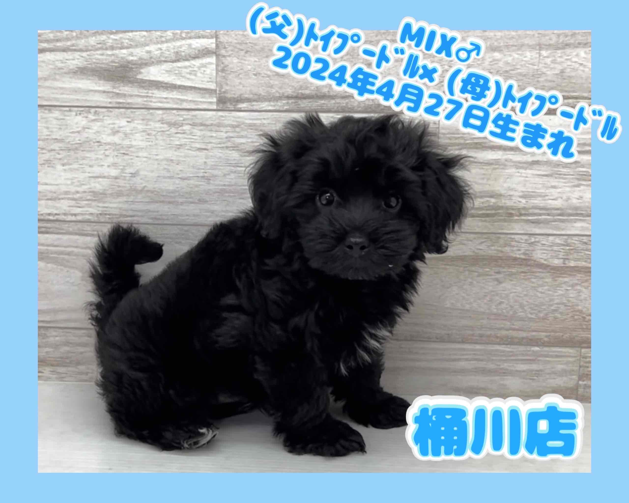 埼玉県のハーフ犬 (かねだい桶川店/2024年4月27日生まれ/男の子/その他色)の子犬
