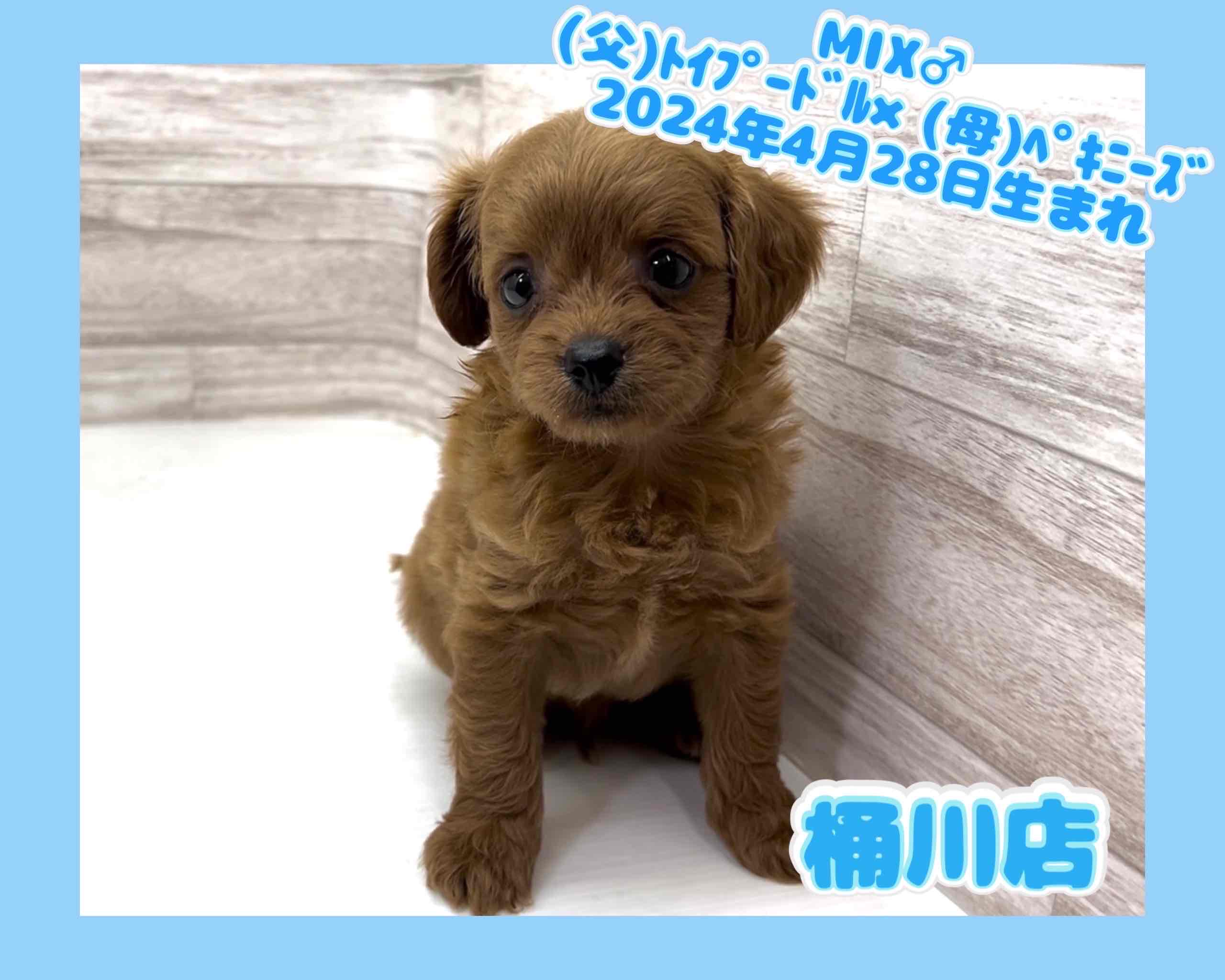 埼玉県のハーフ犬 (かねだい桶川店/2024年4月28日生まれ/男の子/その他色)の子犬