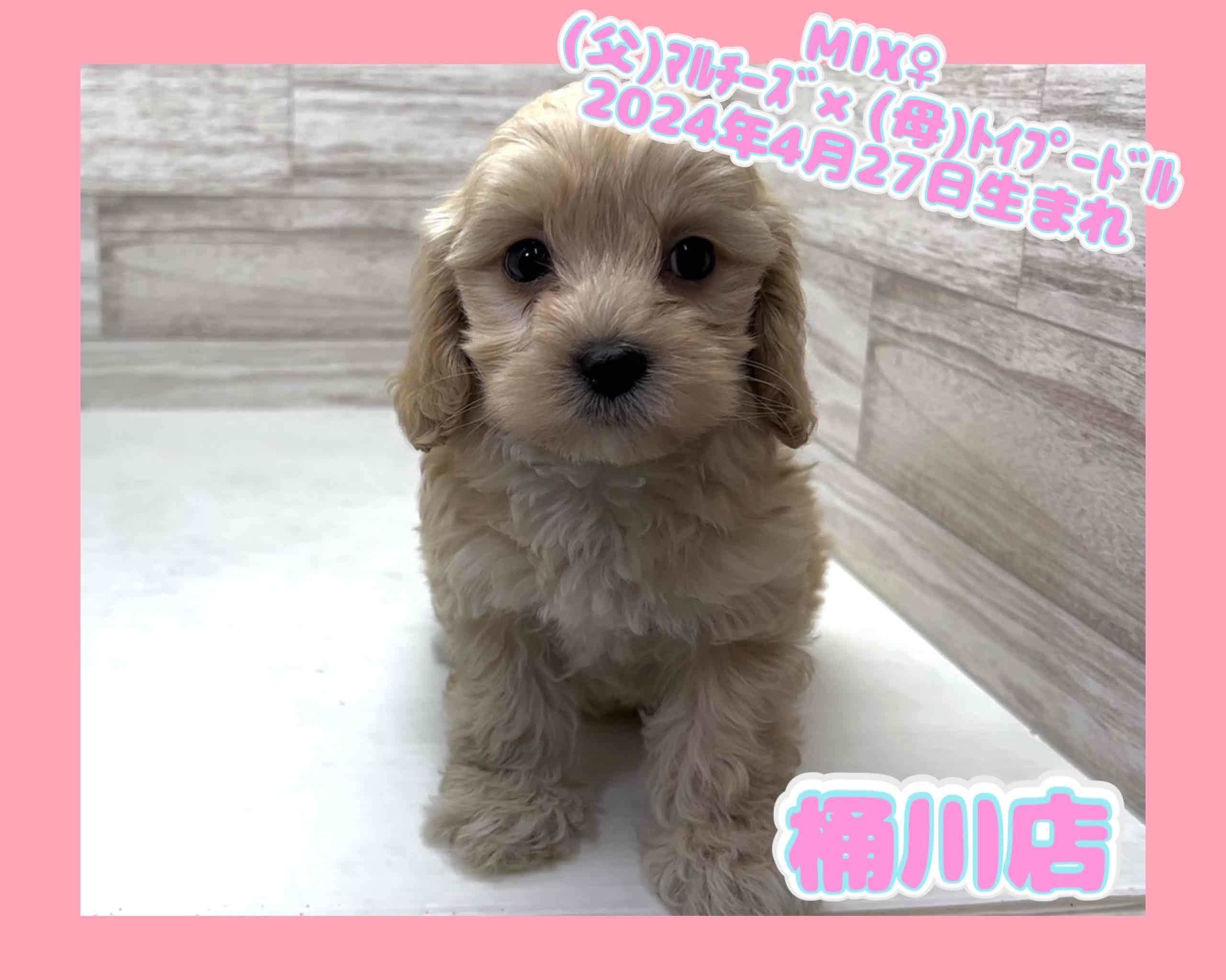 埼玉県のハーフ犬 (かねだい桶川店/2024年4月27日生まれ/女の子/その他色)の子犬