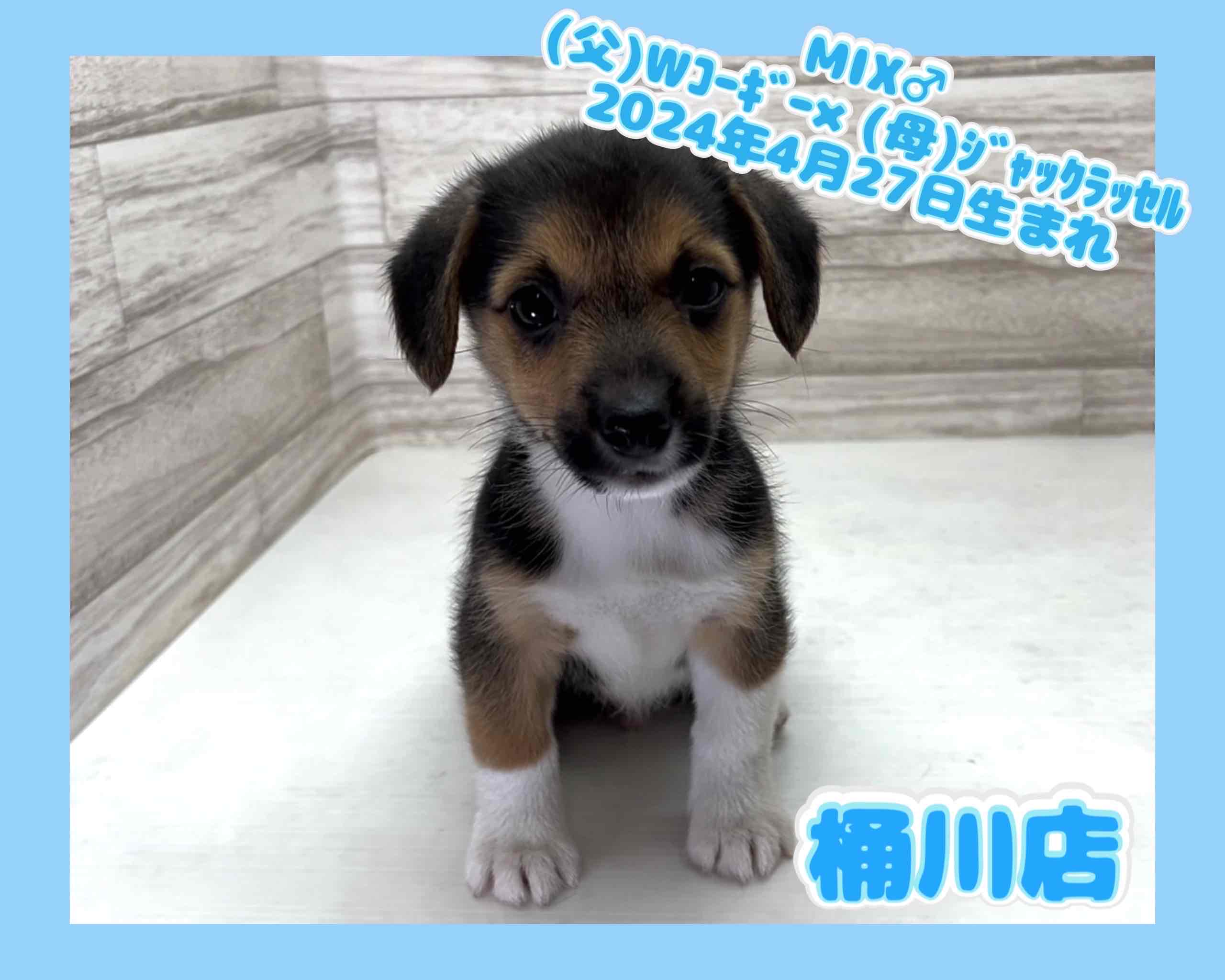 2024年4月27日生まれのハーフ犬の1枚目の写真