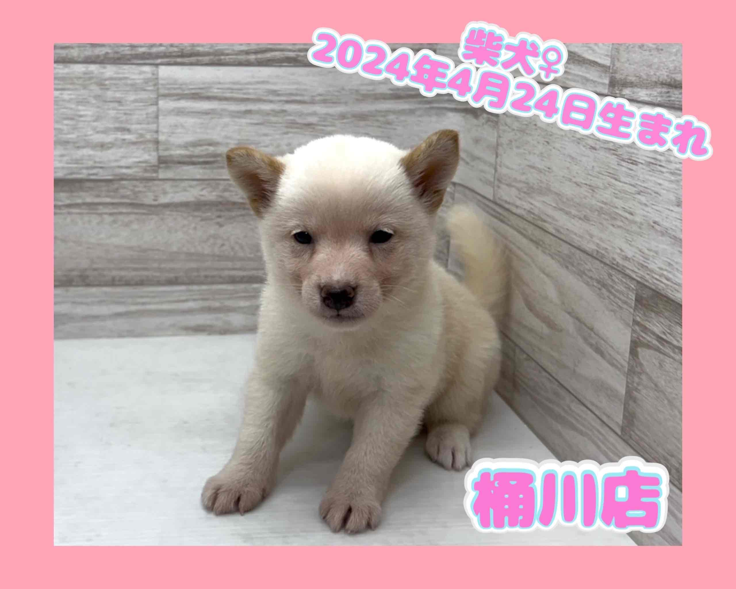 埼玉県の柴犬(標準サイズ) (かねだい桶川店/2024年4月24日生まれ/女の子/白)の子犬