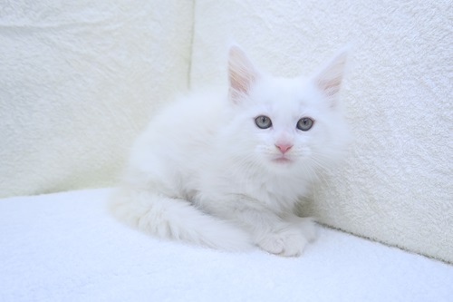 神奈川県のメインクーン (かねだい海老名店/2024年4月28日生まれ/男の子/ホワイト)の子猫