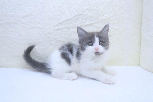 神奈川県のメインクーン (かねだい海老名店/2024年4月28日生まれ/女の子/シルバータビーホワイト)の子猫