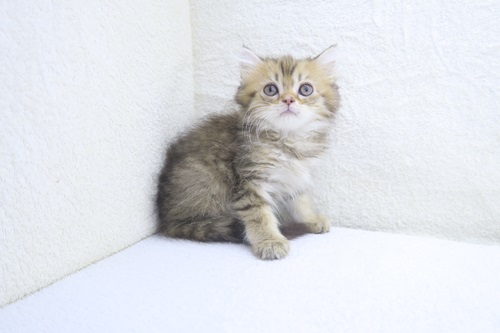 神奈川県のマンチカン (かねだい海老名店/2024年4月29日生まれ/男の子/ブラウンタビー)の子猫