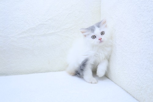 神奈川県のマンチカン (かねだい海老名店/2024年4月28日生まれ/女の子/ダイリュートキャリコ)の子猫