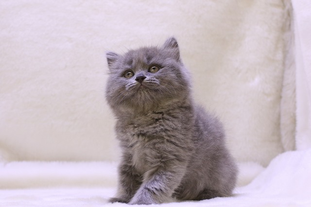 埼玉県のブリティッシュロングヘアー (かねだい草加店/2024年4月29日生まれ/女の子/ブルー)の子猫