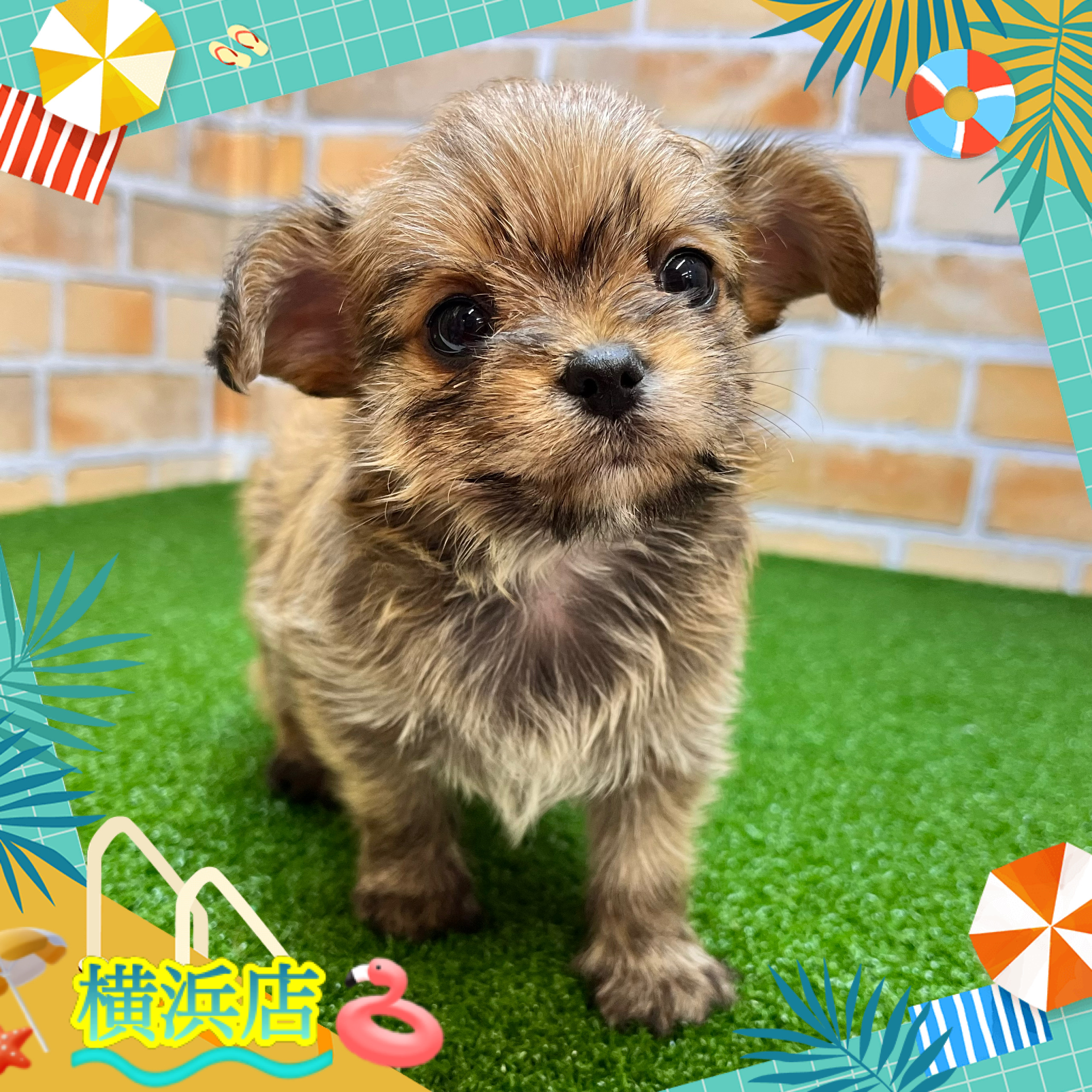 神奈川県のハーフ犬 (かねだい横浜店/2024年4月28日生まれ/男の子/セーブル)の子犬