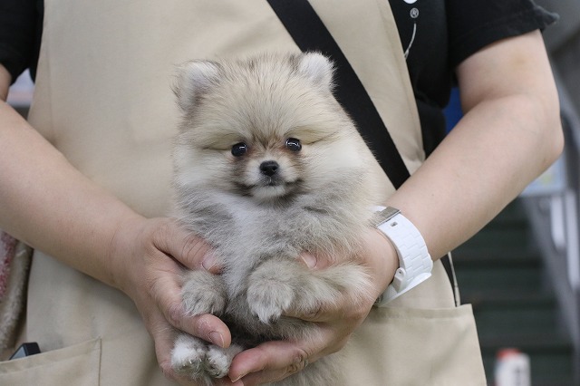 埼玉県のポメラニアン (かねだい草加店/2024年4月29日生まれ/男の子/ウルフセーブル)の子犬