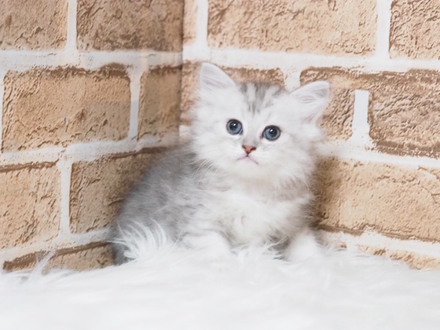 2024年5月3日生まれのハーフ猫の1枚目の写真