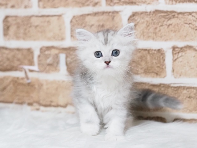 2024年5月3日生まれのハーフ猫の1枚目の写真