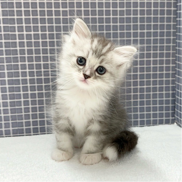 東京都のハーフ猫 (かねだい足立店/2024年5月3日生まれ/男の子/ブルータビー)の子猫
