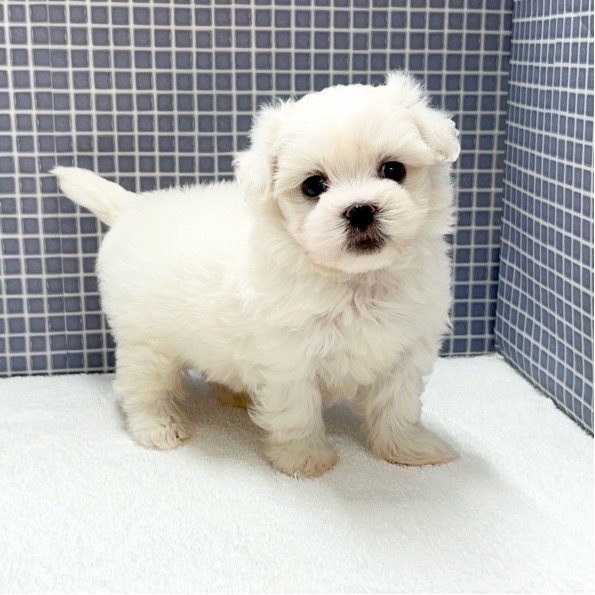 東京都のハーフ犬 (かねだい足立店/2024年5月5日生まれ/男の子/ホワイト)の子犬