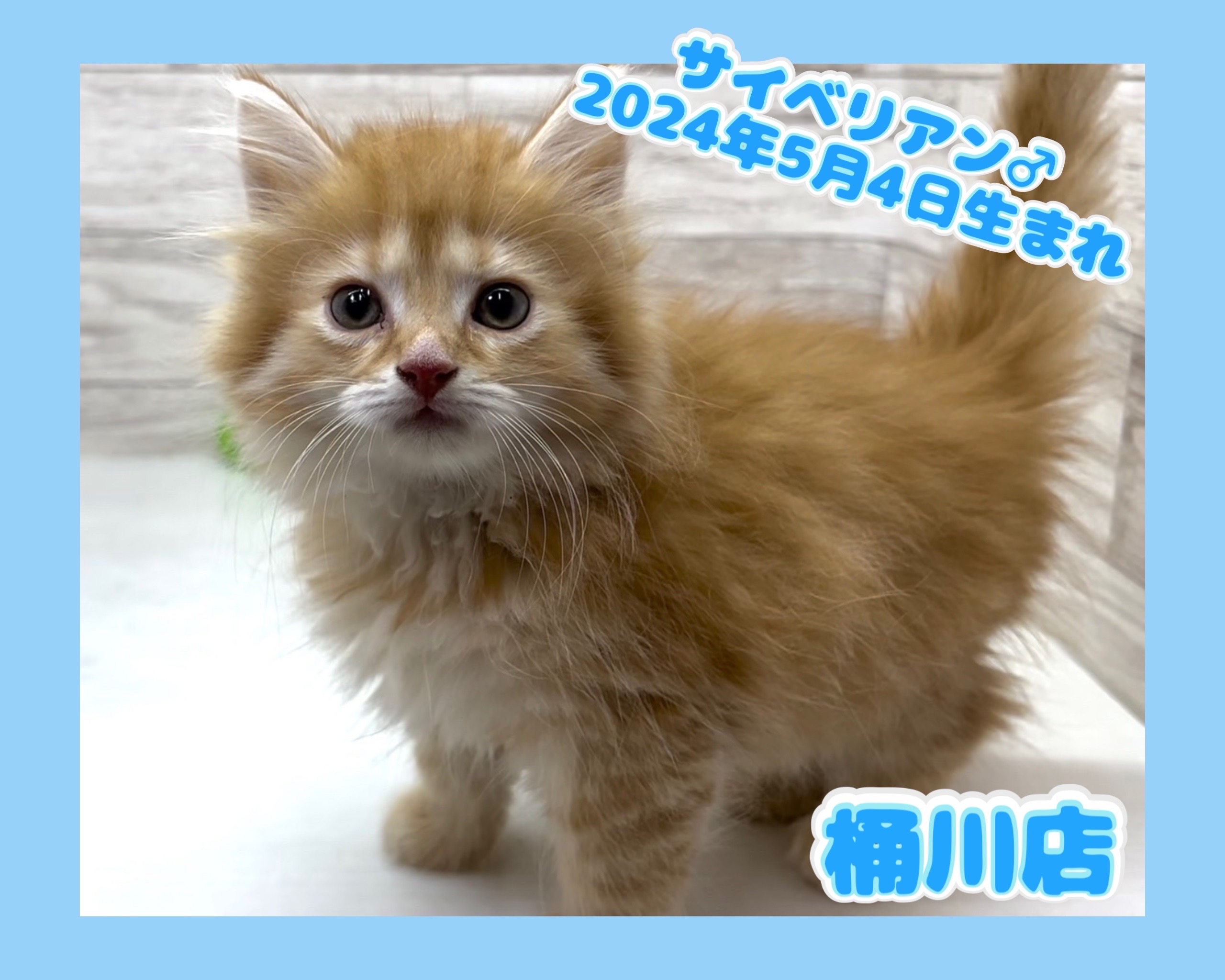 埼玉県のサイベリアン (かねだい桶川店/2024年5月4日生まれ/男の子/レッドタビーホワイト)の子猫